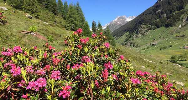 Alpenrosen im Meiental